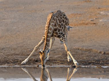 59_Hillaert_0415 - Namibie - Etosha - Chudop - Giraf.jpg