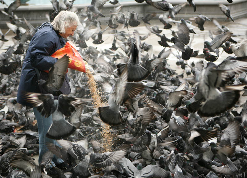 67_mozaiek_Feeding the pigeons.jpg