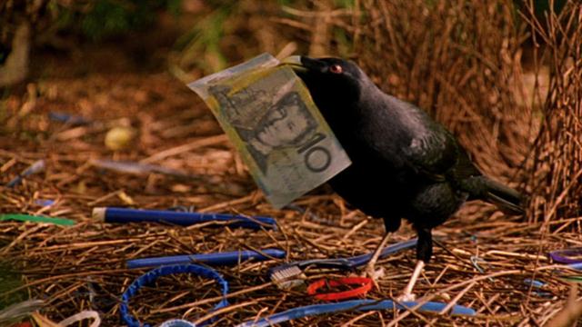 74_vanhee_bower bird_money.jpg